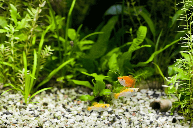 植えられた水族館