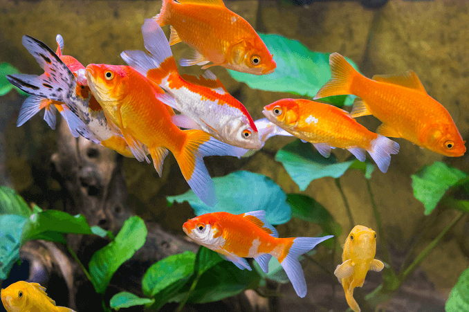 魚が多すぎる