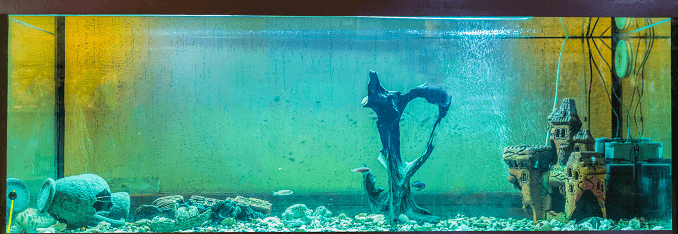 水族館藻類