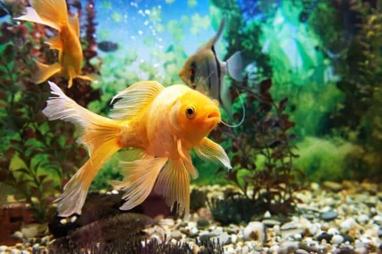 金魚タンクのセットアップ
