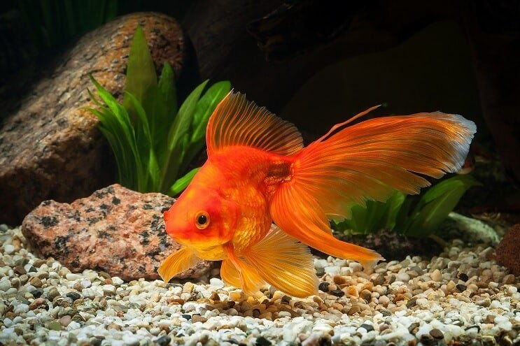 金魚タンクのメンテナンス