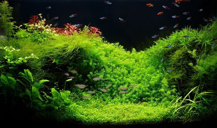 75ガロン水族館