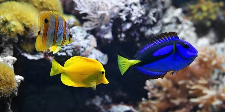 75ガロンの魚
