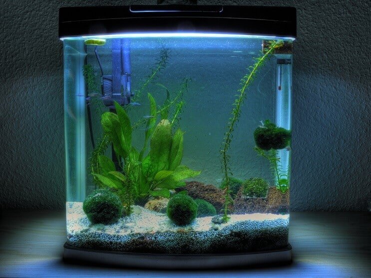 3ガロン水族館