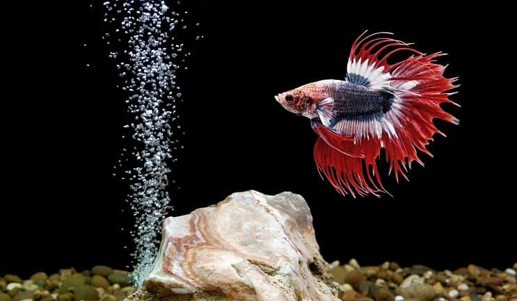 ベタの魚