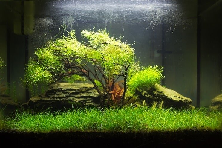 ナノ植栽タンク