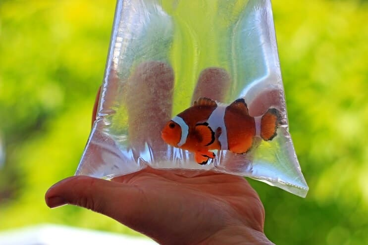 タンクに魚を追加する