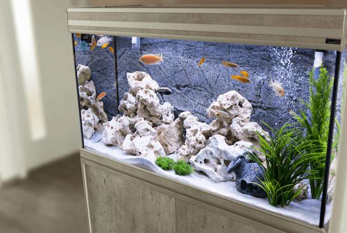シクリッドの水族館