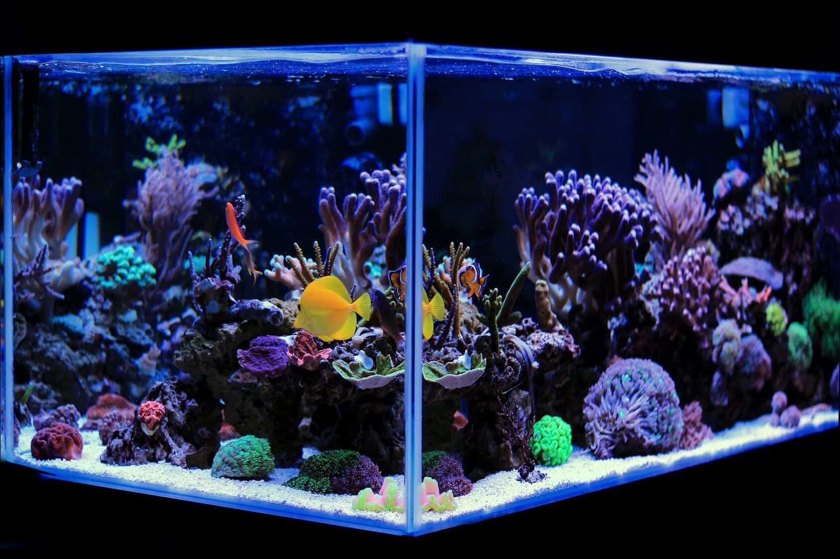 ベスト20ガロンロング水族館(ストッキングのアイデア、機器など)バナー