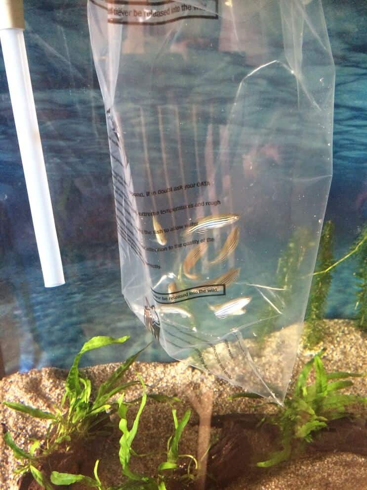 タンクに魚を追加する