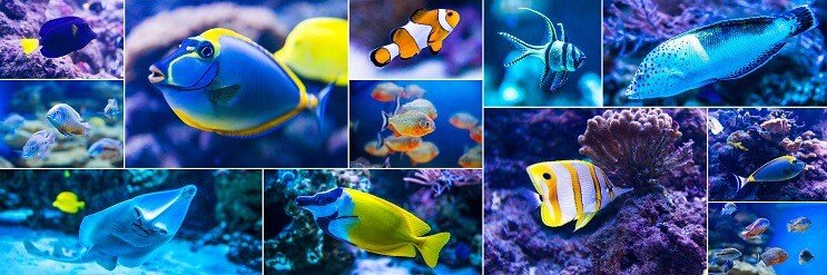 最高の海水魚
