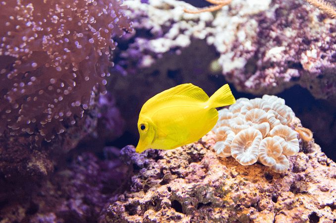 海水魚