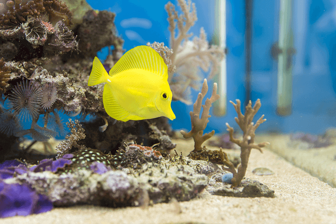水族館の海水魚