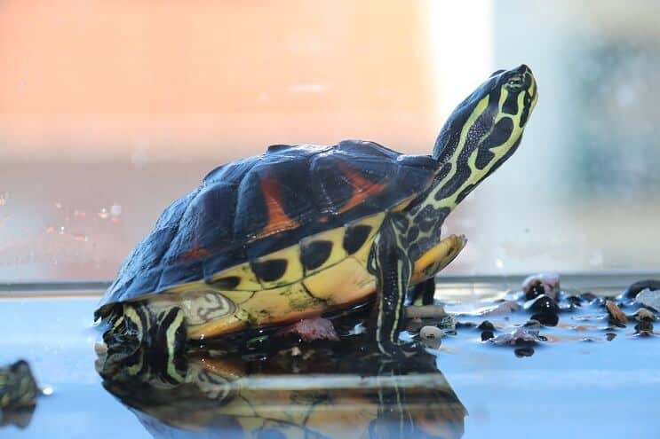 タンク内のカメ