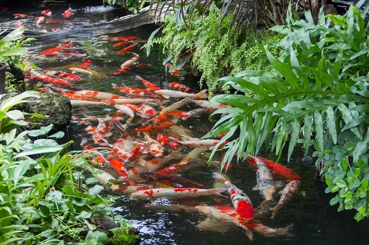 鯉の池