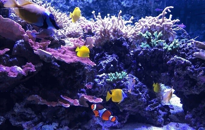 大規模な水族館