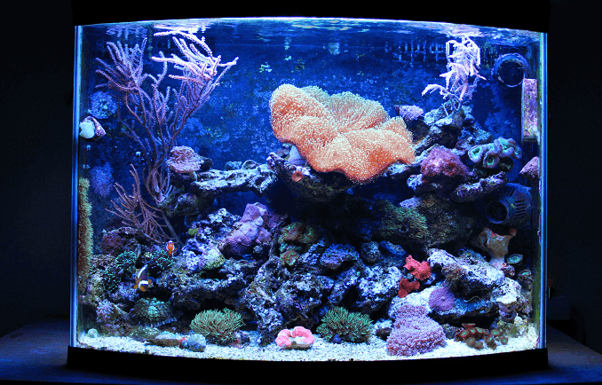ナノコーラルリーフ水族館