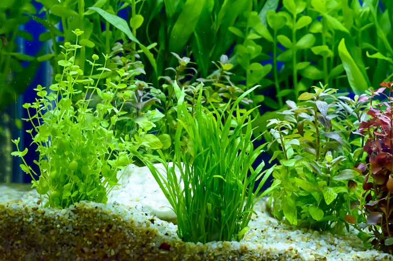 ベタの魚に最適な植物
