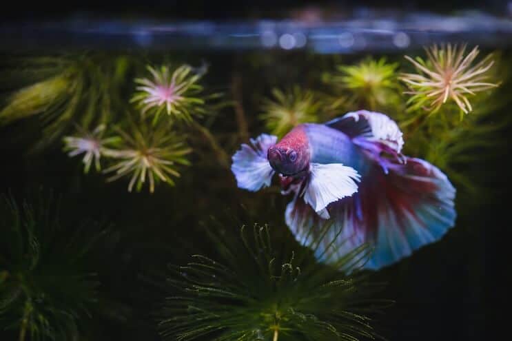 ベタの魚