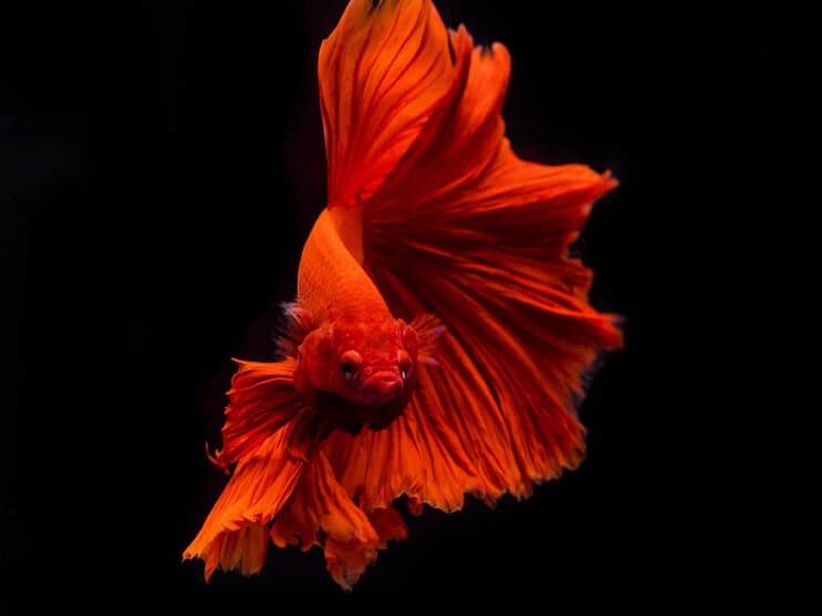 ベタの魚の外観