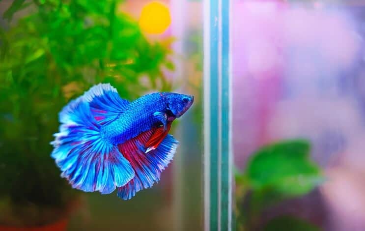 ベタの魚の生息地