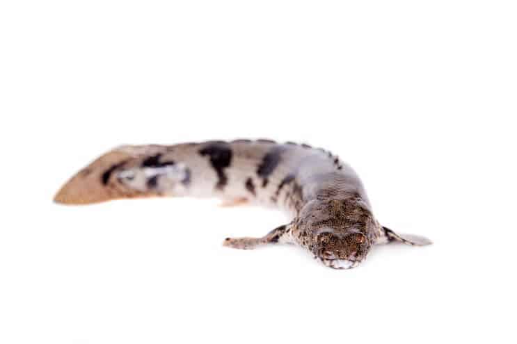 サドルビチル