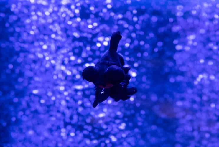 ブラックムーア金魚