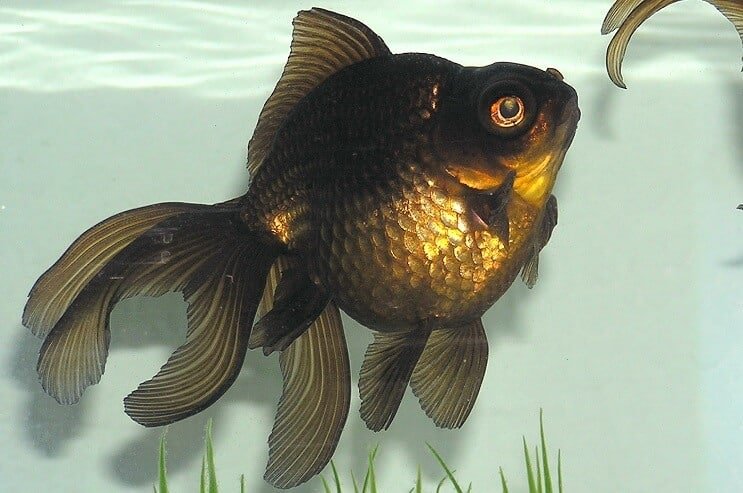 ブラックムーア金魚の外観