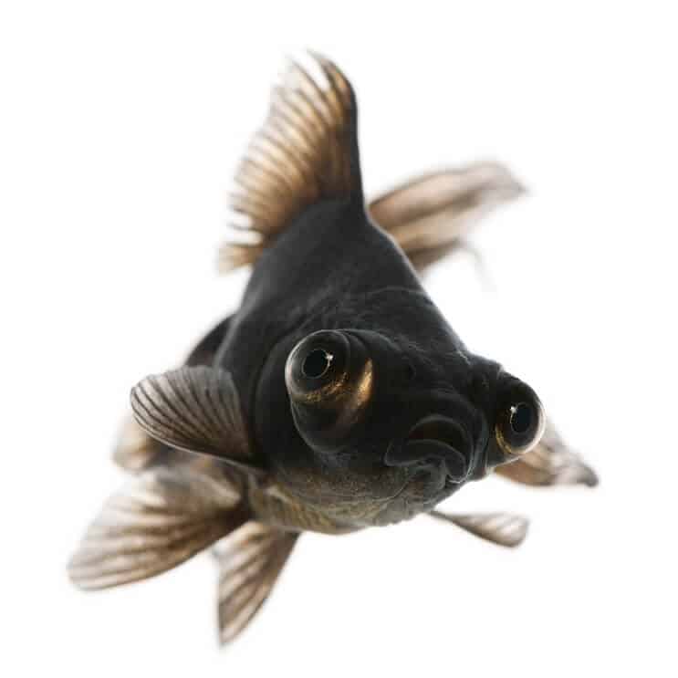 ブラックムーア金魚ケア