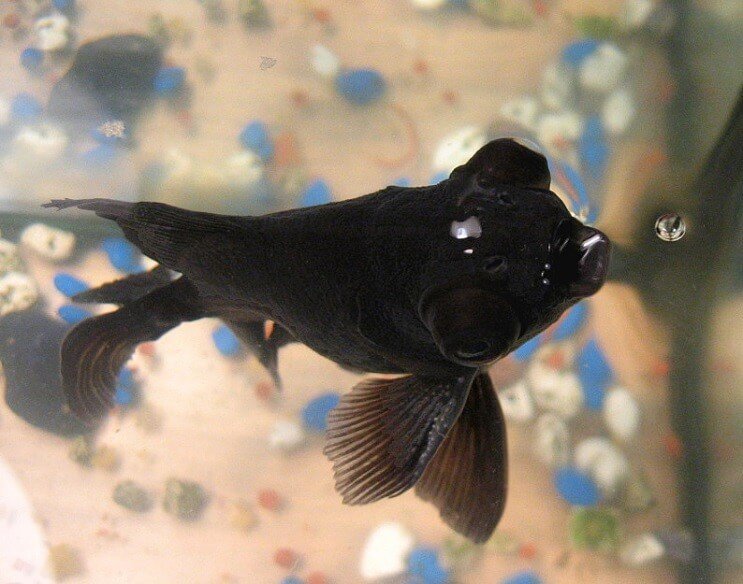 ブラックムーアダイエット