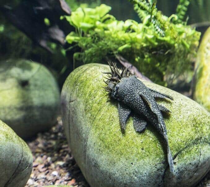 Bristlenose Pleco Apperance