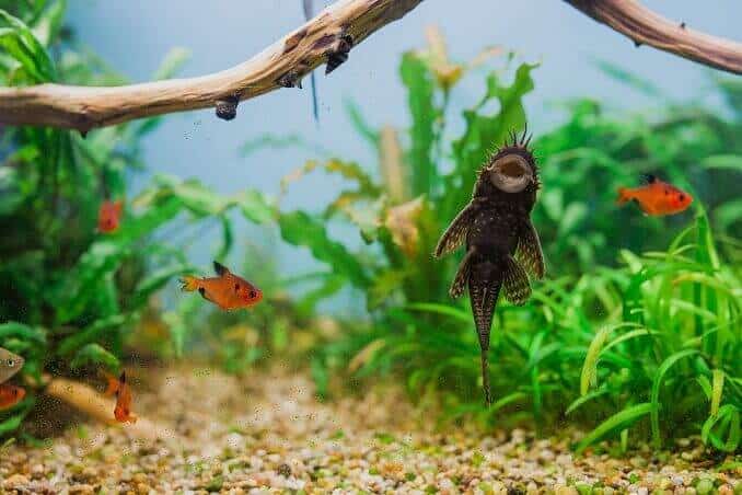 男性のBristlenosePleco