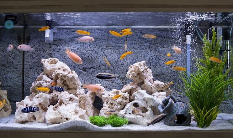 水族館のシクリッド