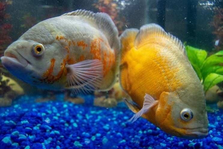 水族館で泳ぐシクリッド