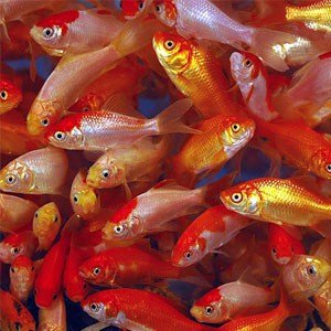 金魚コメット