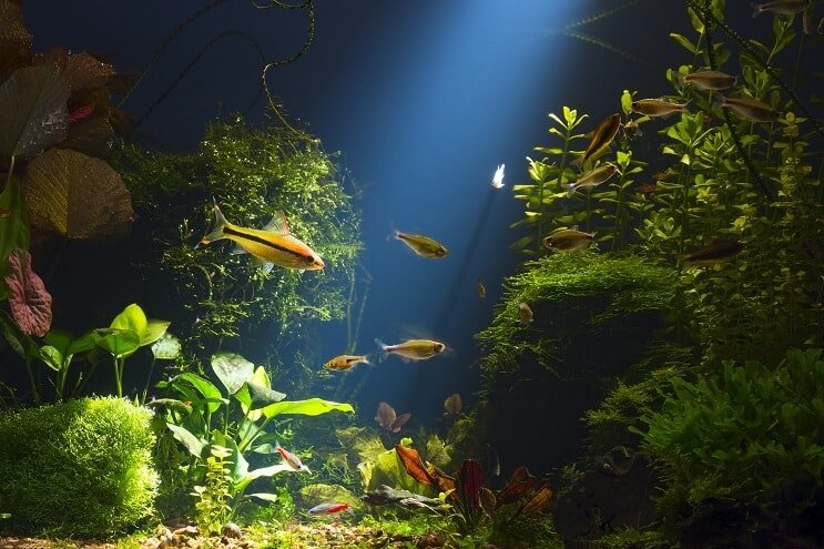 コリドラスの生息地