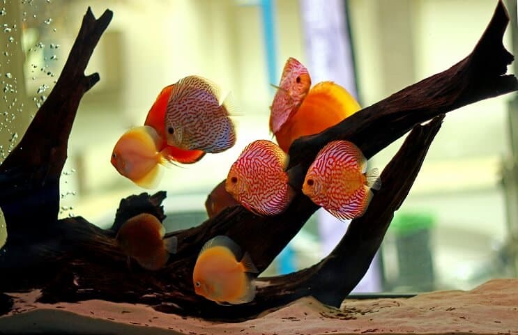 円盤投げの魚の生息地