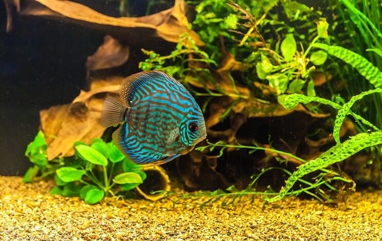 タンク内の円盤投げの魚