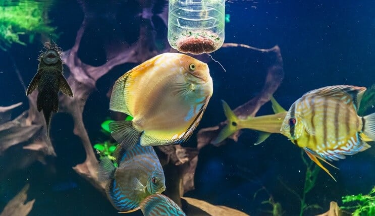 ディスカスフィーディング