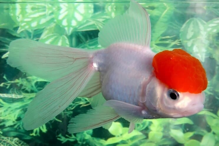 ライオンヘッド金魚