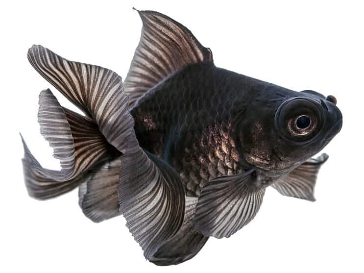 クロデメキン金魚