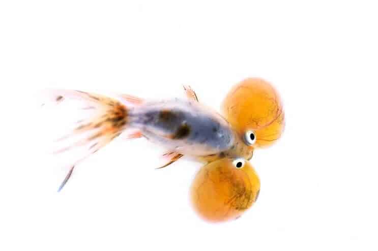 スイホウガン金魚