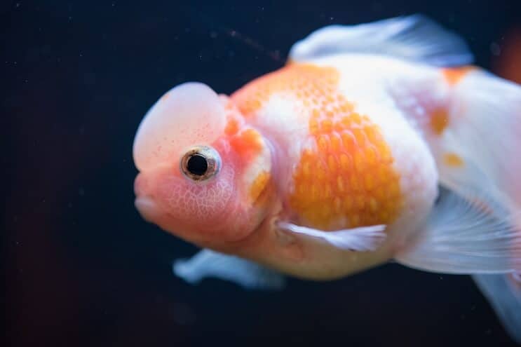 チンシュリン金魚