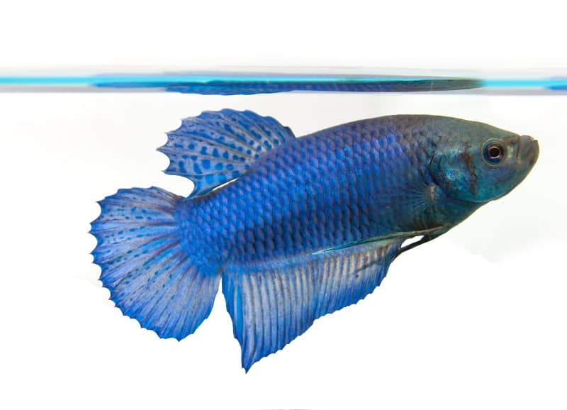 女性のベタの魚