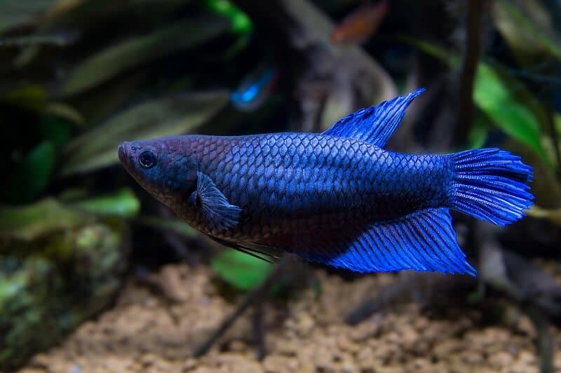 女性のベタの魚