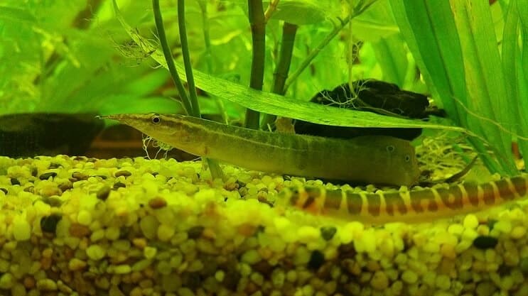 ピーコックウナギ
