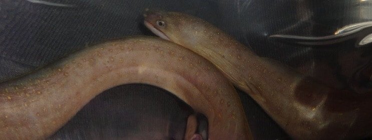 淡水スノーフレークウナギ