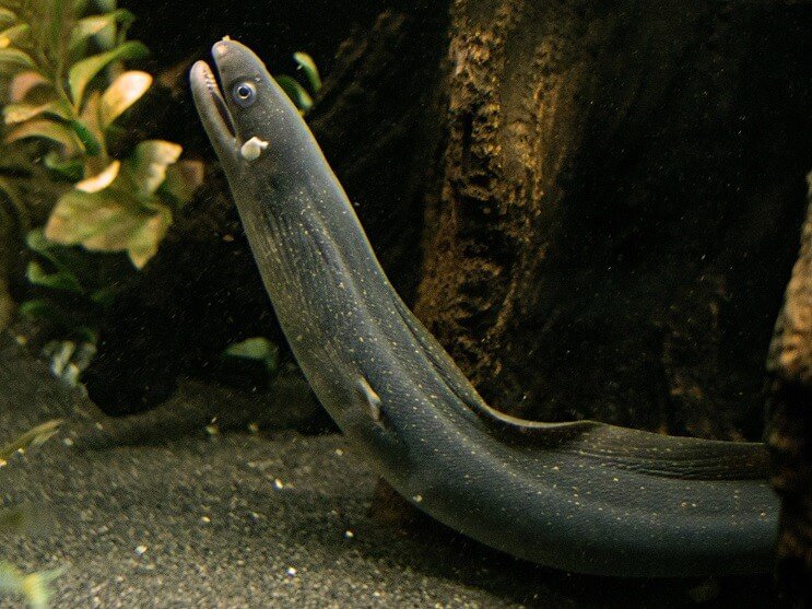 ウツボ