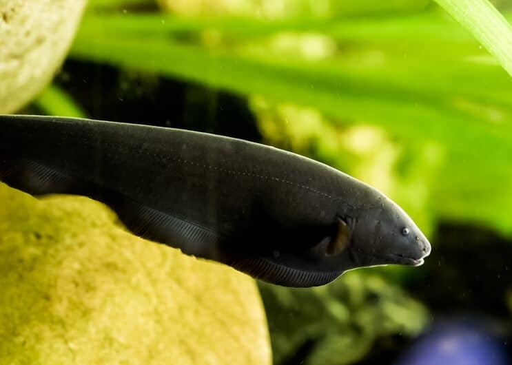 ブラックゴーストナイフフィッシュ