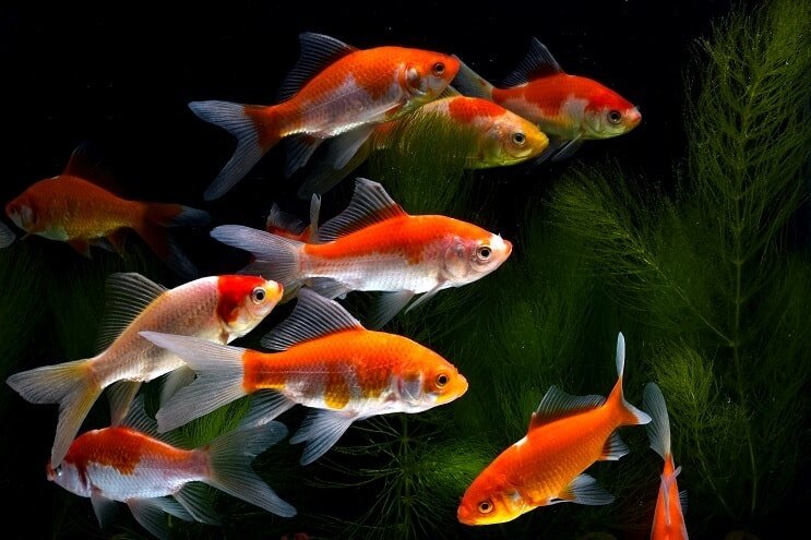 鯉金魚